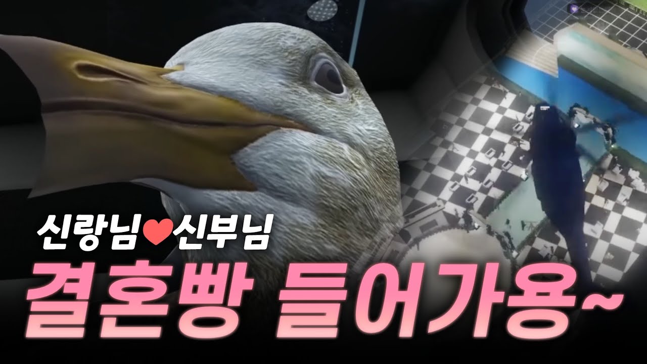 강둘기의 결혼식 헬기 테러