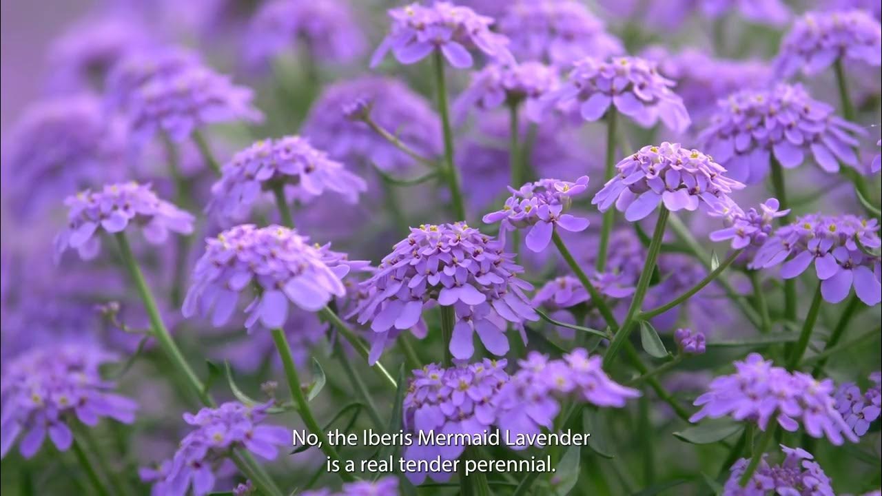 Iberis Mermaid Lavender - Syngenta Flowers - YouTube