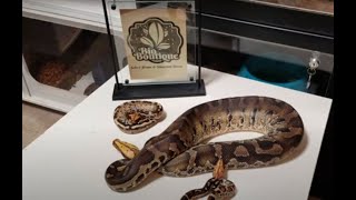 Reptile Updates New Name Dumerils Boas And Short Tail Pythons And ... Plants?