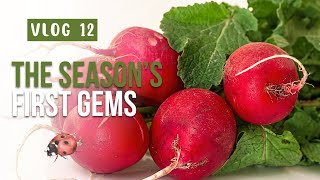 Ravishing Radishes: A Crunchy Kickoff to the Harvest Season - Vlog 12