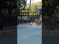 人間と一緒に渡りましょうか。安心やで。　#shorts #奈良の鹿 #deer #narapark #奈良公園 #japan