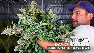 BuildASoil: 10x10 Series // Season 9 Episode 22 Day 71 Harvest, Blueberry Muffins & Gonzo Grape