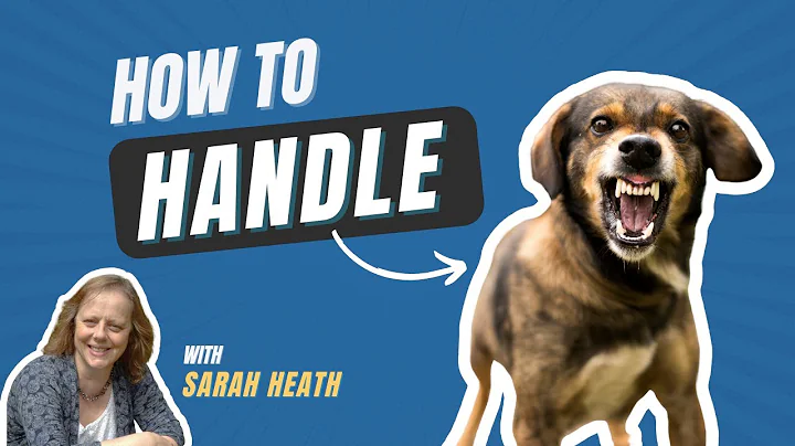 Behavioural First Aid For The Confrontational Dog ...