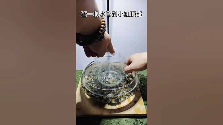 魚是怎麼飛上去的？看看就知道了，就這麼簡單#微型盆景#苔蘚微景觀 - 天天要聞