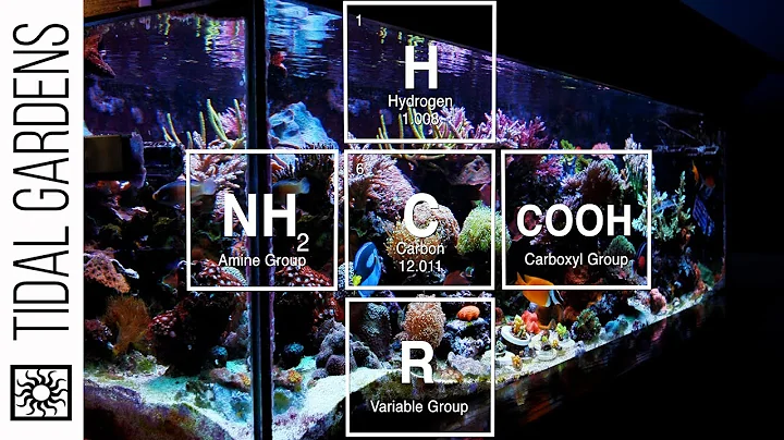 Coral Nutrition: Dosing Amino Acids in the Reef Aq...