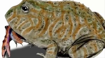 Phát hiện con cóc cổ đại khổng lồ, có thể ăn c.".h.ế..t"  khủng long bằng một nhát cắn