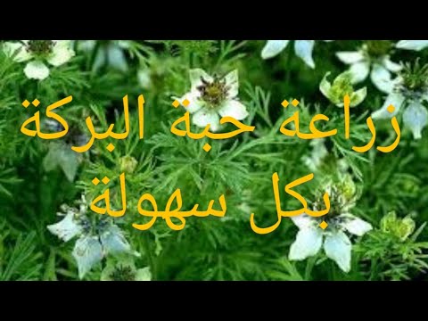 فيديو: حبة البركة - الزراعة والاستخدام