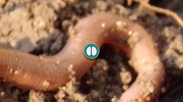 What happens if a worm is cut in half?