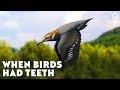 When Birds Had Teeth