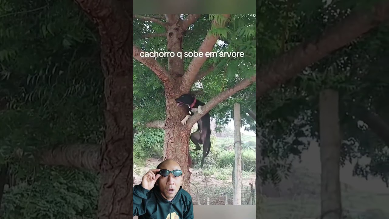 Cachorro aranha 🕷 #pets #dog @chacaradosfilas6647