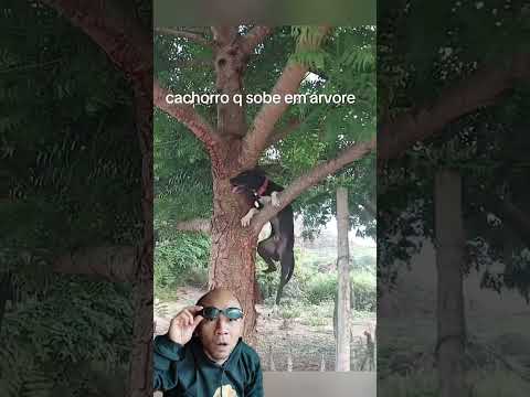 Cachorro aranha 🕷 #pets #dog @chacaradosfilas6647