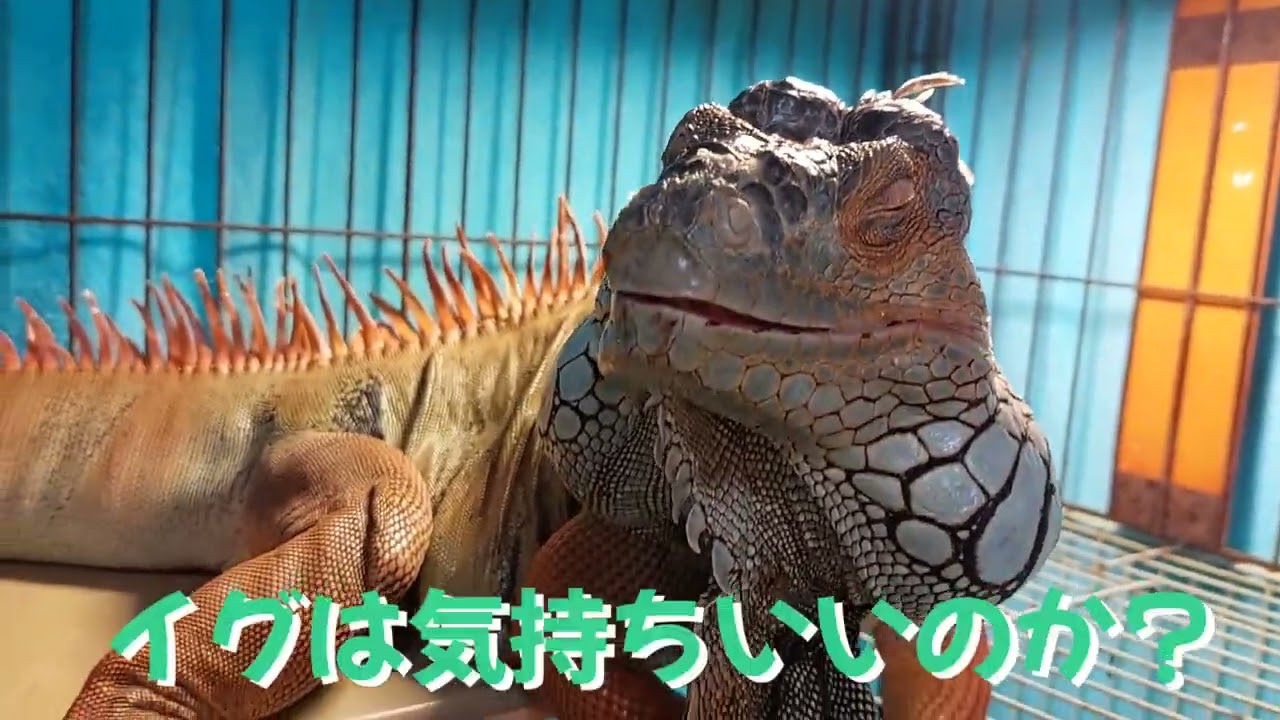 グリーンイグアナ　脱皮は気持ちいい(?_?)　Greeniguana
