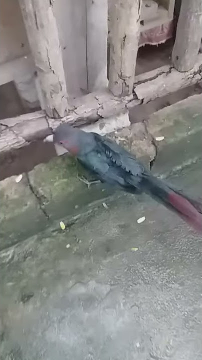Burung kadalan jinak