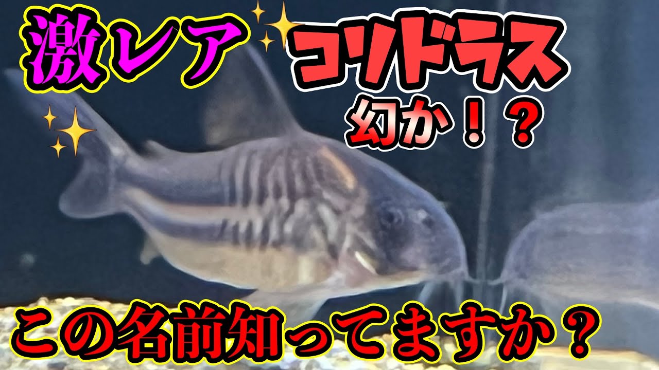 在庫処分 ジェックス グラステリアlx600 ミスト ガラス水槽 Www Anavara Com 在庫処分 ジェックス グラステリアlx600 ミスト ガラス水槽 Www Anavara Com