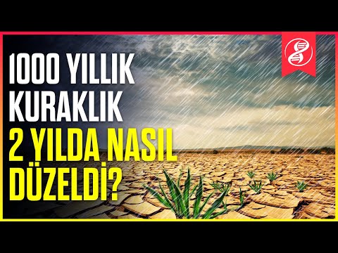 Video: Akdeniz ağaçları nelerdir?