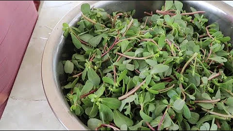 馬齒莧這個做法太好吃了，這樣一次做一大盆不夠吃，太香了！ - 天天要聞
