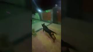 Rottweiler Guard Dog Training: First Day! || plese subscribe 😂|| #roblox #rottweiler #ytshorts