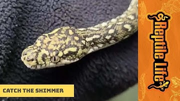 Stunning Diamond Python | Reptile Life Adelaide