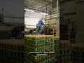 Exploring a Japanese Mushroom Factory #shorts