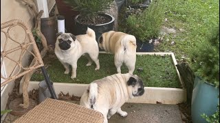 Pug Henry and Brothers going potty in the rain