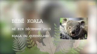 Bebe Koala Sort De La Poche Mini Serie Bebes Animaux Ep 2 Youtube