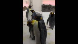 Lovely penguins are sleeping