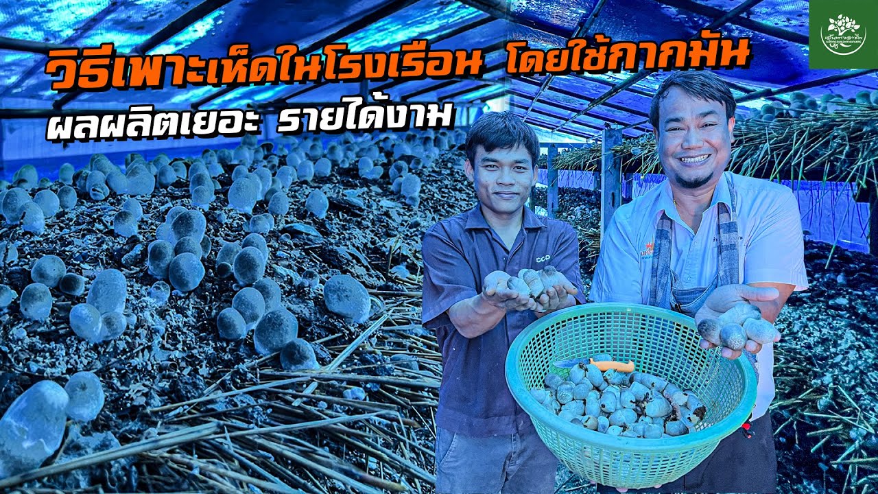 วิธีเพาะเห็ดฟางในโรงเรือน โดยใช้กากมันผลผลิตเยอะ กำไร 30,000