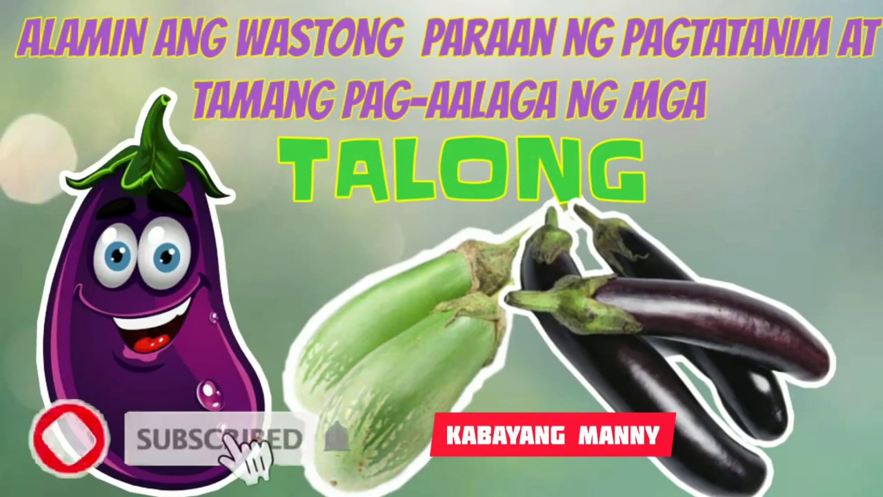 Paraan Ng Pagtatanim Ng Talong - pamamaraan inhinyero