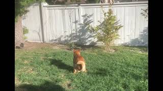 “Good job pooping !” #puppy #dog #shibainu