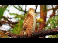 Coopers Hawk Calling and Causing a Forest Commotion