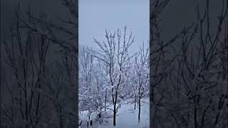 A blanket of white snow on the trees and the ground #snow #white #winter