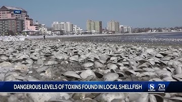 Dangerous levels of toxins found in shellfish from 2 Central Coast counties