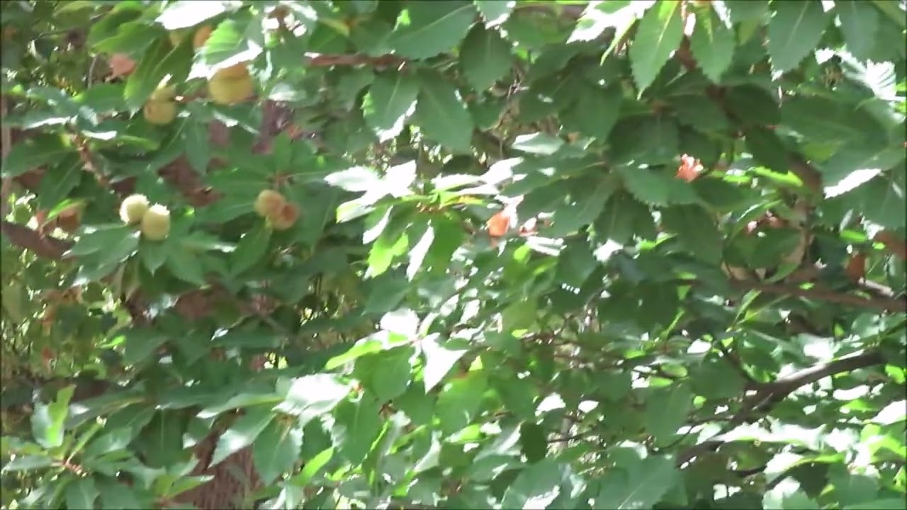 JEREZ DEL MARQUESADO Y SU RAMBLÓN