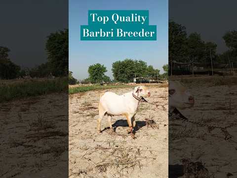 Barbri Breeder Sale 86995.55651 #bakramandi #goat #goatbusiness #farming