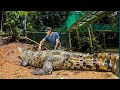 15 foot Crocodile in Costa Rica