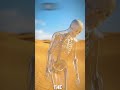 What Happens to Your Body in the Desert? (72 Hours Explained)