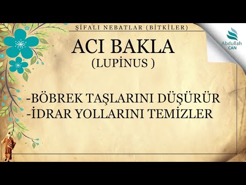 Video: Sarı acı bakla (Lupinus luteus): fotoğraf ve açıklama, dikim ve bakım