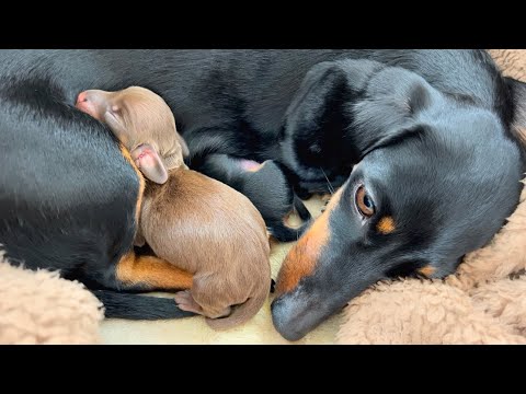 Mini Dachshund gives birth to 3 puppies. There is 1 chocolate puppy.