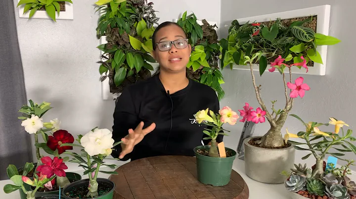 Rosas del desierto