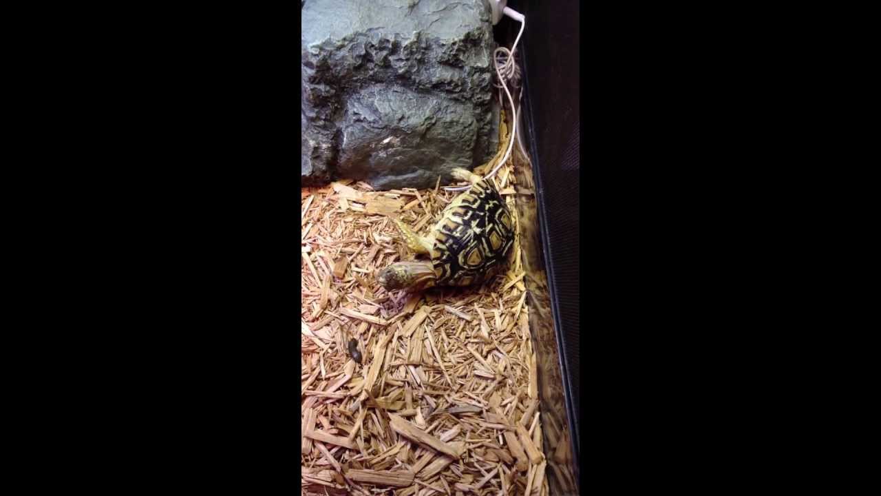 leopard print 豹龜反轉再反轉 Leopard Tortoise Flips over, Rights Itself