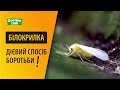 ЯК ВРЯТУВАТИ КАПУСТУ ВІД БІЛОКРИЛКИ. ПОРАДИ ФАХІВЦЯ. НЕБЕЗПЕЧНИЙ ШКІДНИК ДЛЯ КАПУСТИ. ДІЄВИЙ МЕТОД!