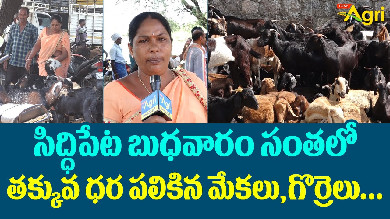 Mekalu Gorrelu Santha | సిద్ధిపేట సంతలో తక్కువ ధరలో మేకలు, గొర్రెలు.. Goat, Sheep Market | Tone Agri