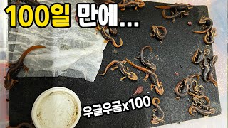 번식 성공했습니다! 외국 올챙이를 100일 정도 키웠더니...