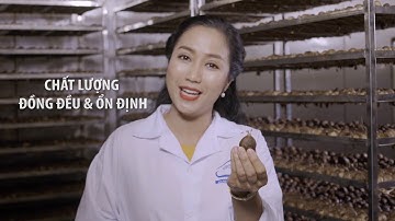 Ốc Thanh Vân  - Giới thiệu Tỏi Kim Cương Đông Á