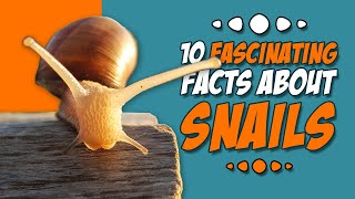 10 fascinating facts about snails by Animal Fascination 598 views 5 months ago 6 minutes, 12 seconds