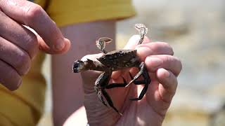 Mini Monsters of the Not So Deep  Velvet Swimming Crab