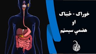 خوراک - څښاک او د انسان هضمې سېسټم