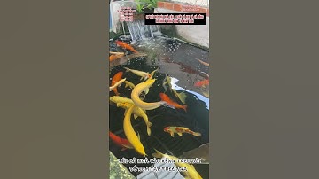 TẬP 12 - CÁ KOI XUYÊN VIỆT 2024 -SỰ KẾT HỢP CỦA 2 LOÀI CÁ KOI VÀ CÁ RỒNG-NƯỚC TRONG HƠN 10 NĂM TUỔI