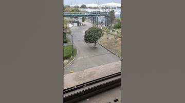 The Walking Tree: Is This Real or Special Effects?