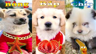 Thú Cưng TV | Dương KC Pets | Bông Bé Bỏng Bắp Chíp Ham Ăn #35 | chó vui nhộn | funny cute